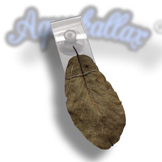 Aquakallax Laubklammer mit Saugnapf und getrocknetem Blatt in schräger Ansicht