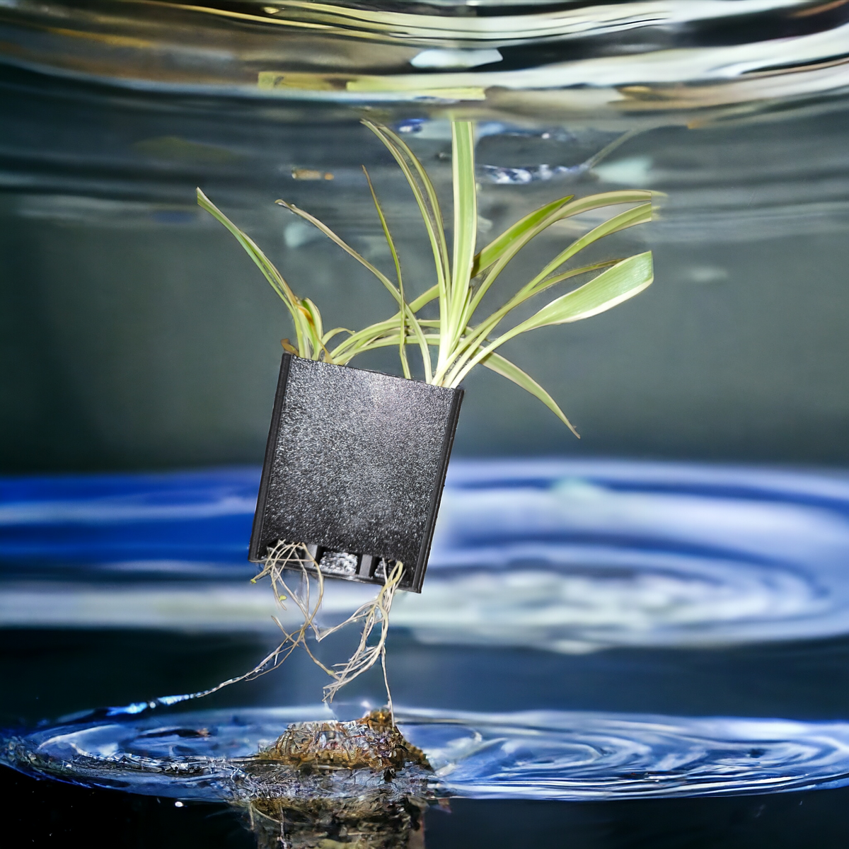 Schwarzer Aquakallax Aquaponic Pflanzenträger mit grüner Pflanze und unten herausragenden Wurzeln vor blauem Wasserhintergrund