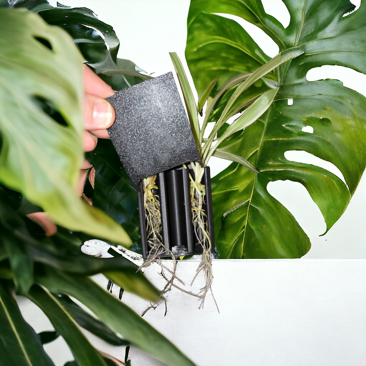 Bepflanzter Aquakallax Aquaponic Pflanzenträger mit sichtbaren Wurzeln und von Hand entnommener schwarzer Filtermatte