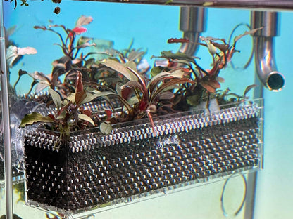 Bepflanzte Aquakallax Bucen-Box mit dunklem Bodengrund an der Aquarienscheibe in Nahansicht