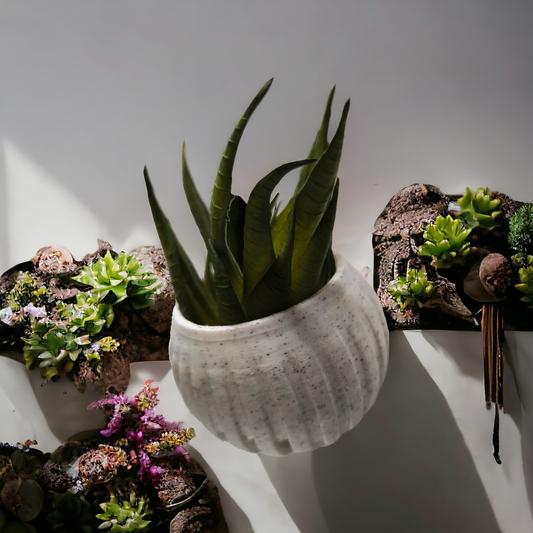 Weiße Aquakallax Magnetschale mit grüner Bepflanzung an einer Wand zwischen weiteren bepflanzten Gefäßen