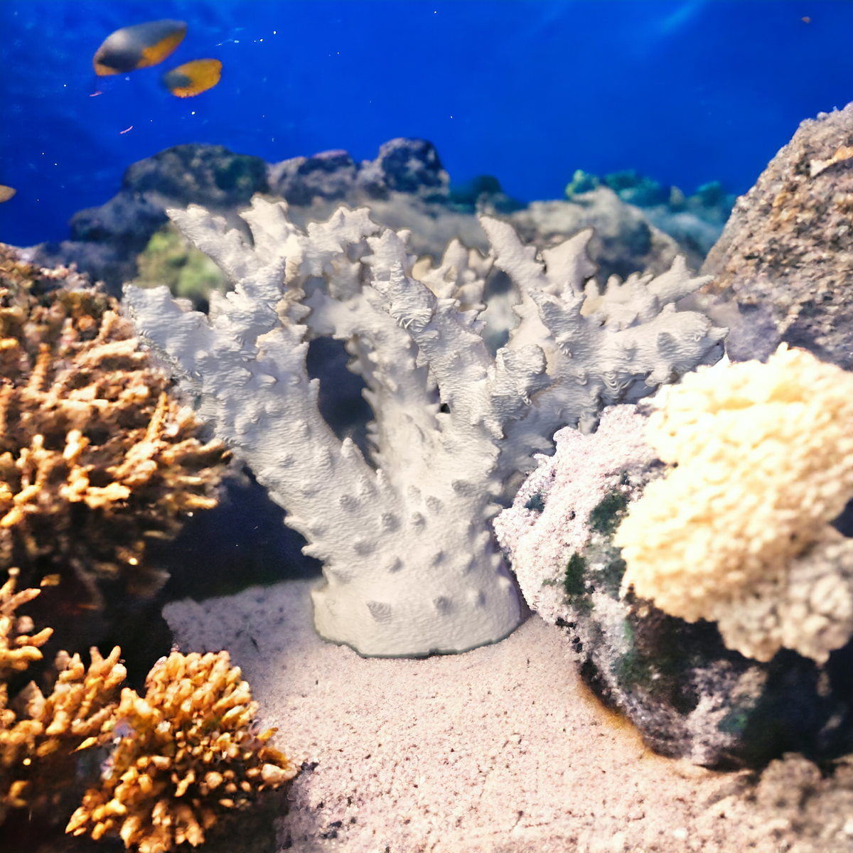 Weißer Aquakallax Magnetic Coral Fragträger in Baumform zwischen Korallen auf sandigem Boden vor blauem Aquariumhintergrund