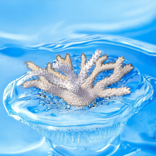Weißer flach verzweigter Aquakallax Magnetic Coral Fragträger mit rauer Korallenstruktur vor blauem Wasserhintergrund