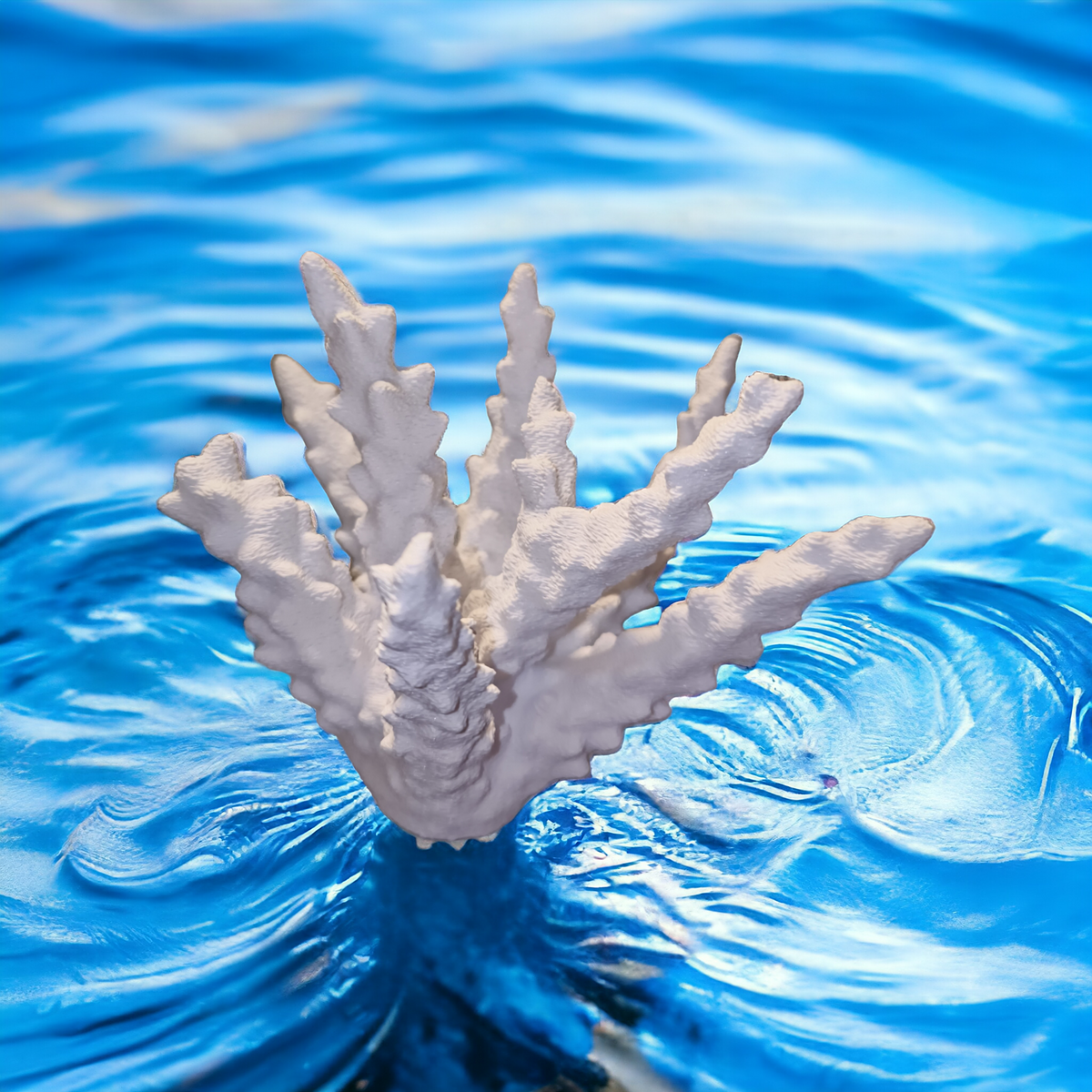 Weißer Aquakallax Magnetic Coral Fragträger mit flachen aufrechten Ästen und gewellter Oberfläche vor blauem Wasserhintergrund
