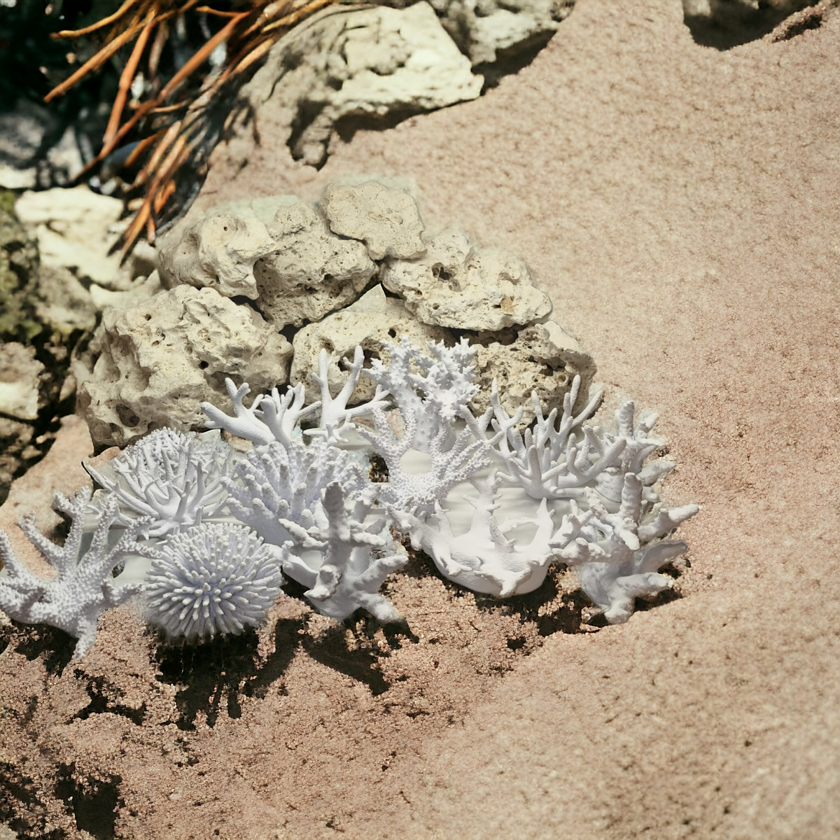 Verschiedene weiße Aquakallax Magnetic Coral Fragträger mit verzweigten, schalenförmigen und stabförmigen Strukturen auf Sand vor Steinen