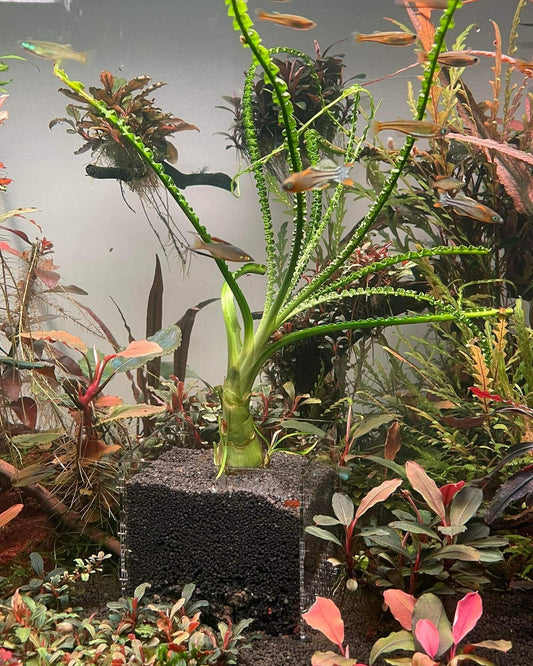 Aquakallax Pflanzenbox mit dunklem Bodengrund und Wasserpflanze im bepflanzten Aquarium mit Fischen