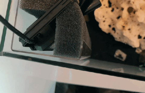 Aquakallax Classic Hamburger Mattenfilter mit PAT MINI im Aquarium, Animation der Magnetbefestigung an der Scheibe
