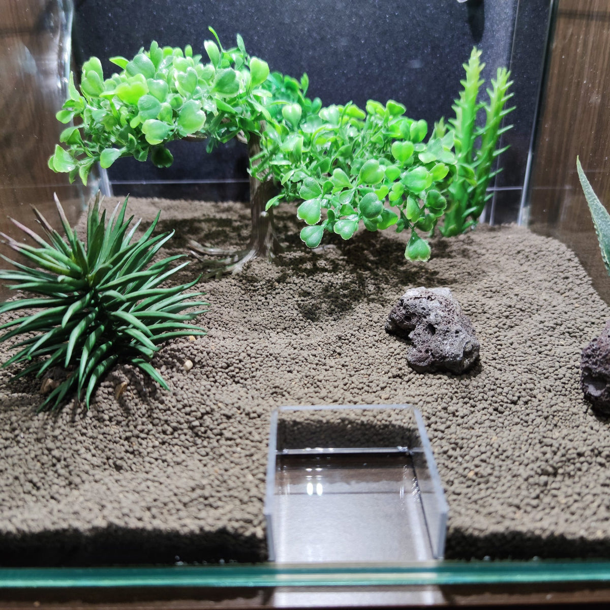 Futterplatz im Aquarium