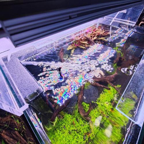 Aquakallax Konkav Hamburger Mattenfilter mit Luftheber im bepflanzten Aquarium, Draufsicht auf den Auslauf an der Wasseroberfläche