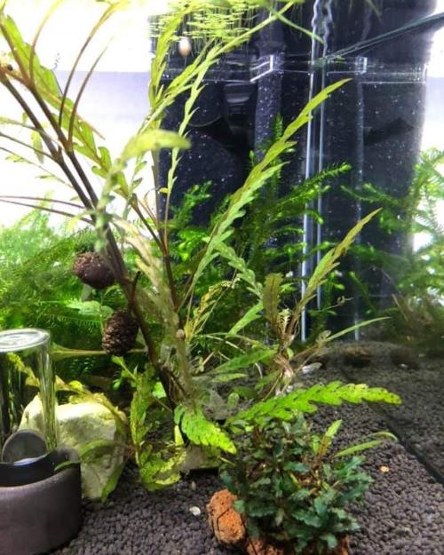 Aquakallax Konkav Hamburger Mattenfilter mit PAT MINI in der Ecke eines bepflanzten Aquariums