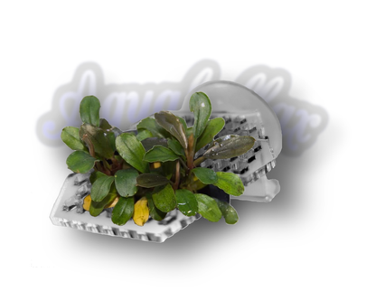 Aquakallax Moosgitter mit aufgebundener Bucephalandra und transparenter Saugnapfbefestigung