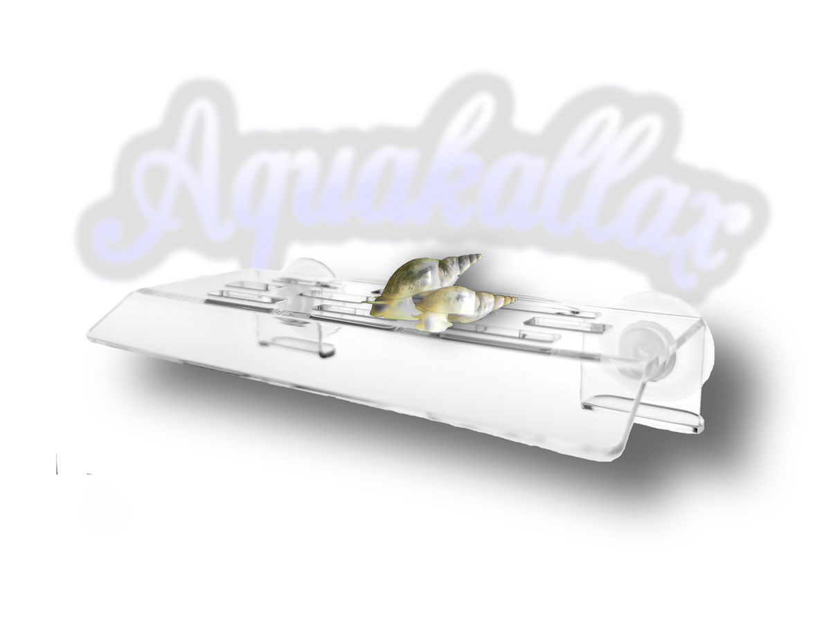 Aquakallax Schneckenbalkon mit zwei Schnecken auf der transparenten Plattform vor dem Aquakallax-Schriftzug